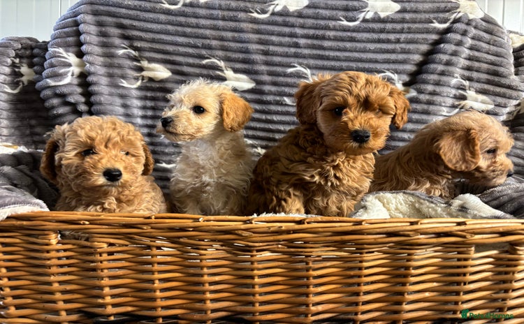 Mixed Breed dogs - Advert 2