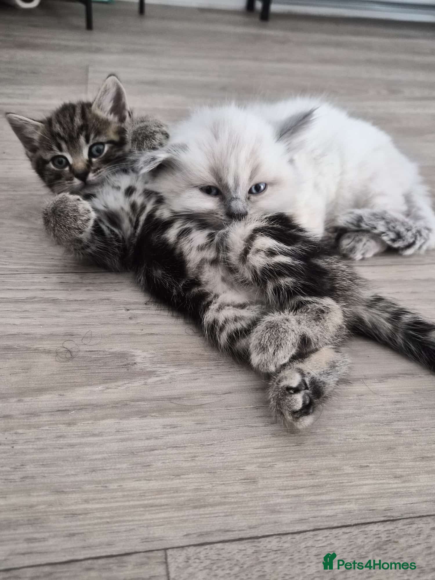 Mixed Breed cats blue eyed white fluffy cat - Advert 2