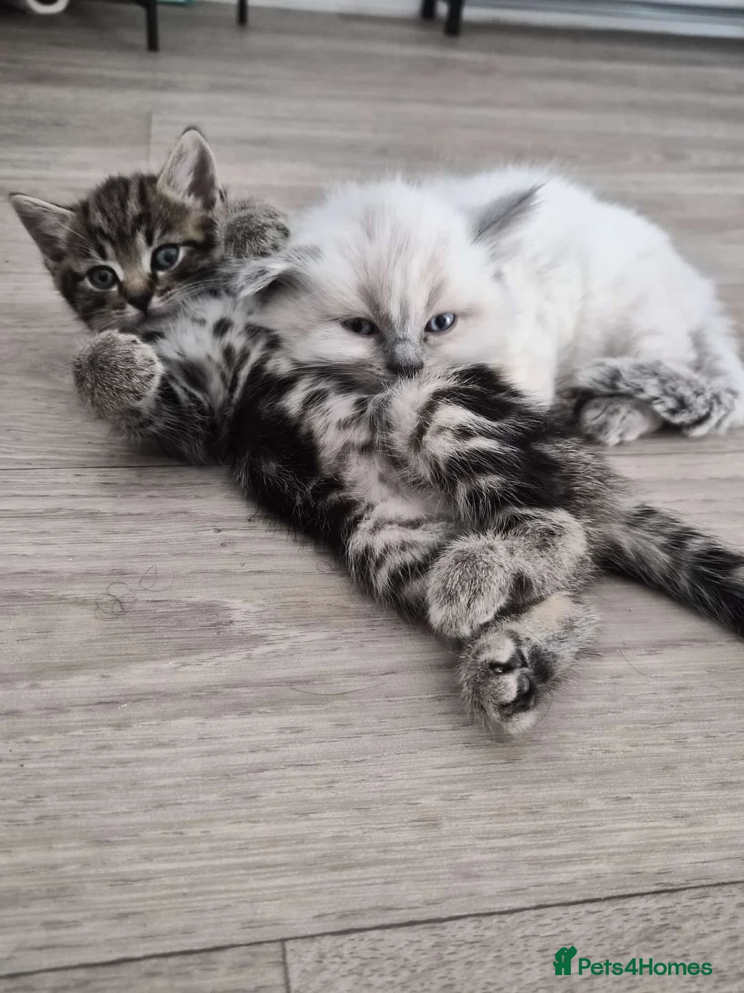 Mixed Breed cats for sale: blue eyed white fluffy cat in Cambridge - Advert 1