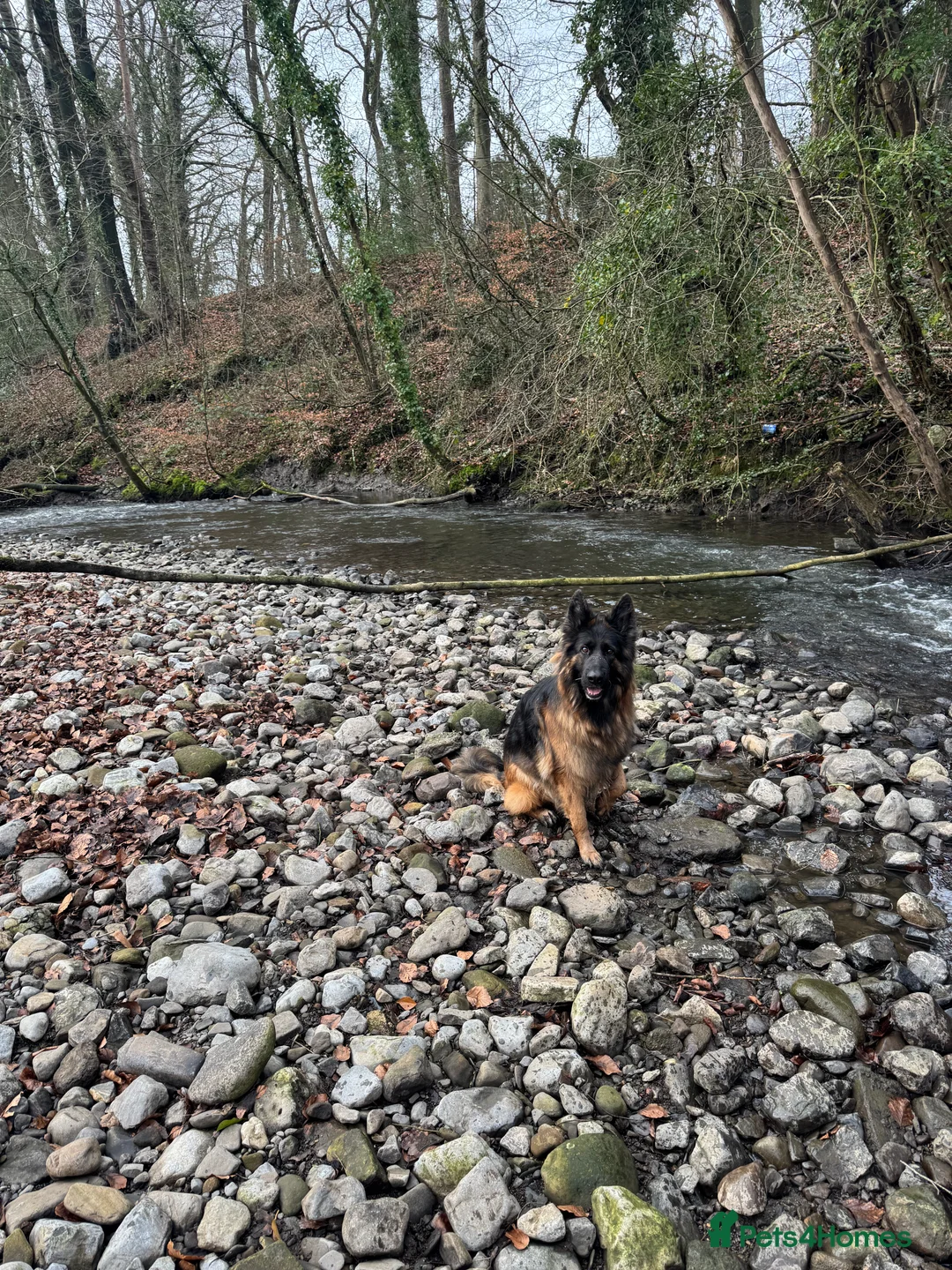 German Shepherd dogs for sale: 5 year old German shepherd, very friendly - Advert 4