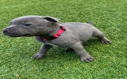Staffordshire Bull Terrier dogs for sale: Stunning Blue staffy KC Registered Bullscaff Pups - Image 9