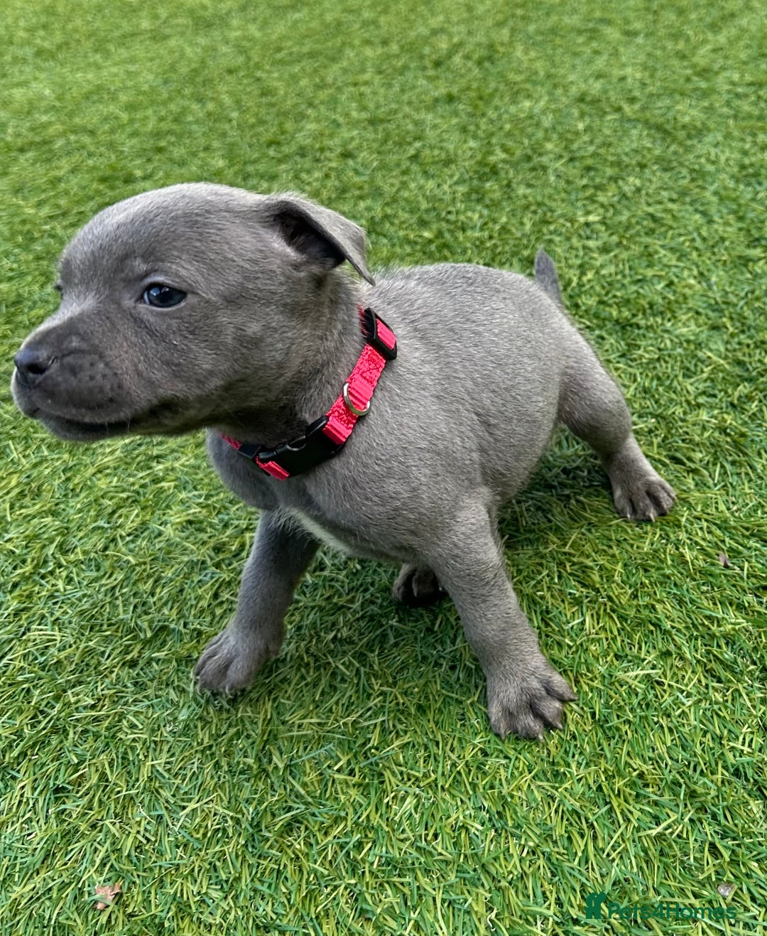 Staffordshire Bull Terrier dogs for sale: Stunning Blue staffy KC Registered Bullscaff Pups - Image 9