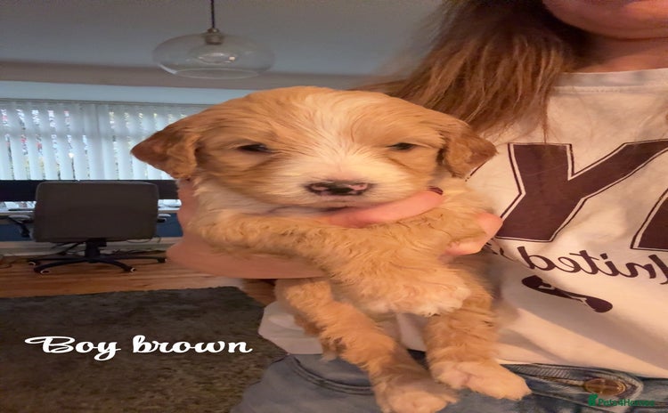 Mixed Breed dogs Bernedoodle - Advert 2