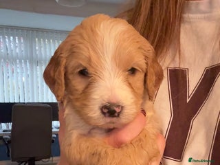 Mixed Breed dogs Bernedoodle - Advert 12