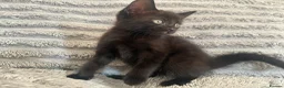 Mixed Breed cats for sale: Ready to go! Grey is no longer available  in Winchester - Advert 4