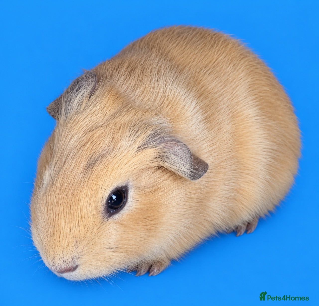 Guinea Pig rodents Beautiful Guinea Pigs available  - Advert 2