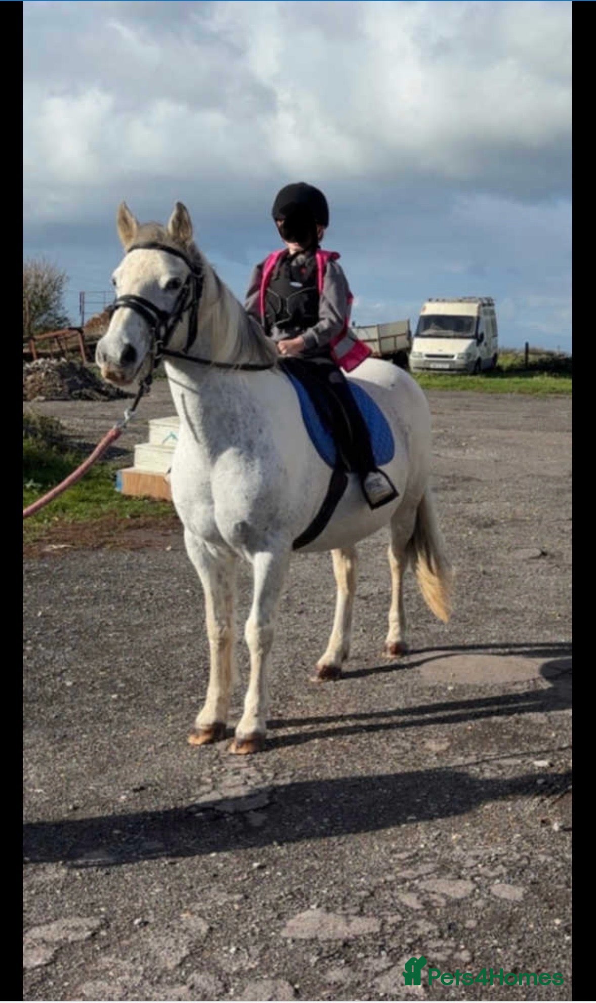 Other Breed horses 17 year old cob x Arab 14h 1 - Advert 1