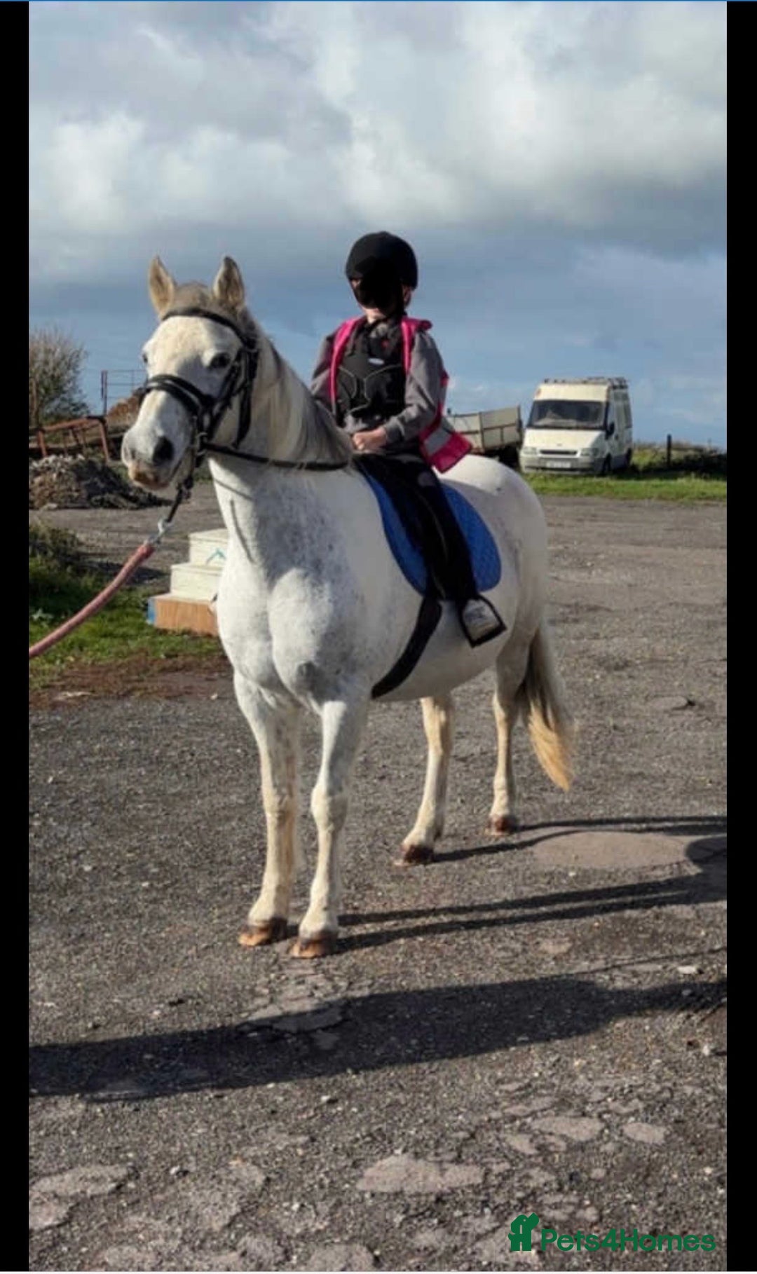 Other Breed horses for sale: 17 year old cob x Arab 14h 1 - Advert 1