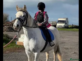 Other Breed horses 17 year old cob x Arab 14h 1 - Advert 10
