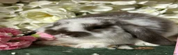 Mini Lop rabbits for sale: Beautiful Baby Mini Lops Ready Now  - Advert 7