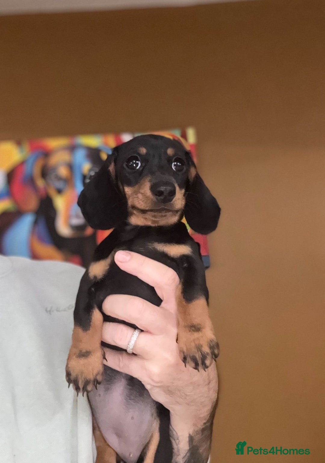 Miniature Dachshund dogs for sale: 🩷Stunning KC Mini Dachshund Puppies READY NOW  - Image 8