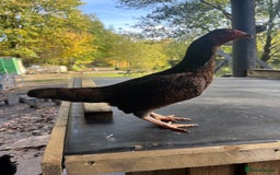 Chickens poultry for sale: Bantam Aseel  - Image 8