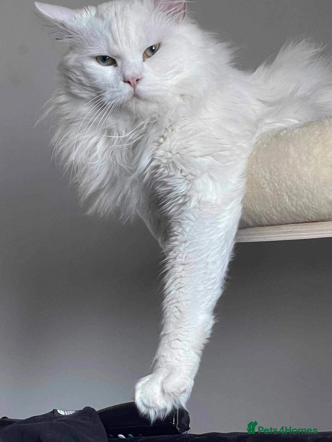 Maine Coon cats for sale: Mainecoon Kittens  - Advert 12