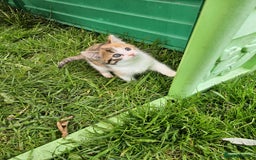 Mixed Breed cats for sale: Gorgeous kittens for sale - Image 9