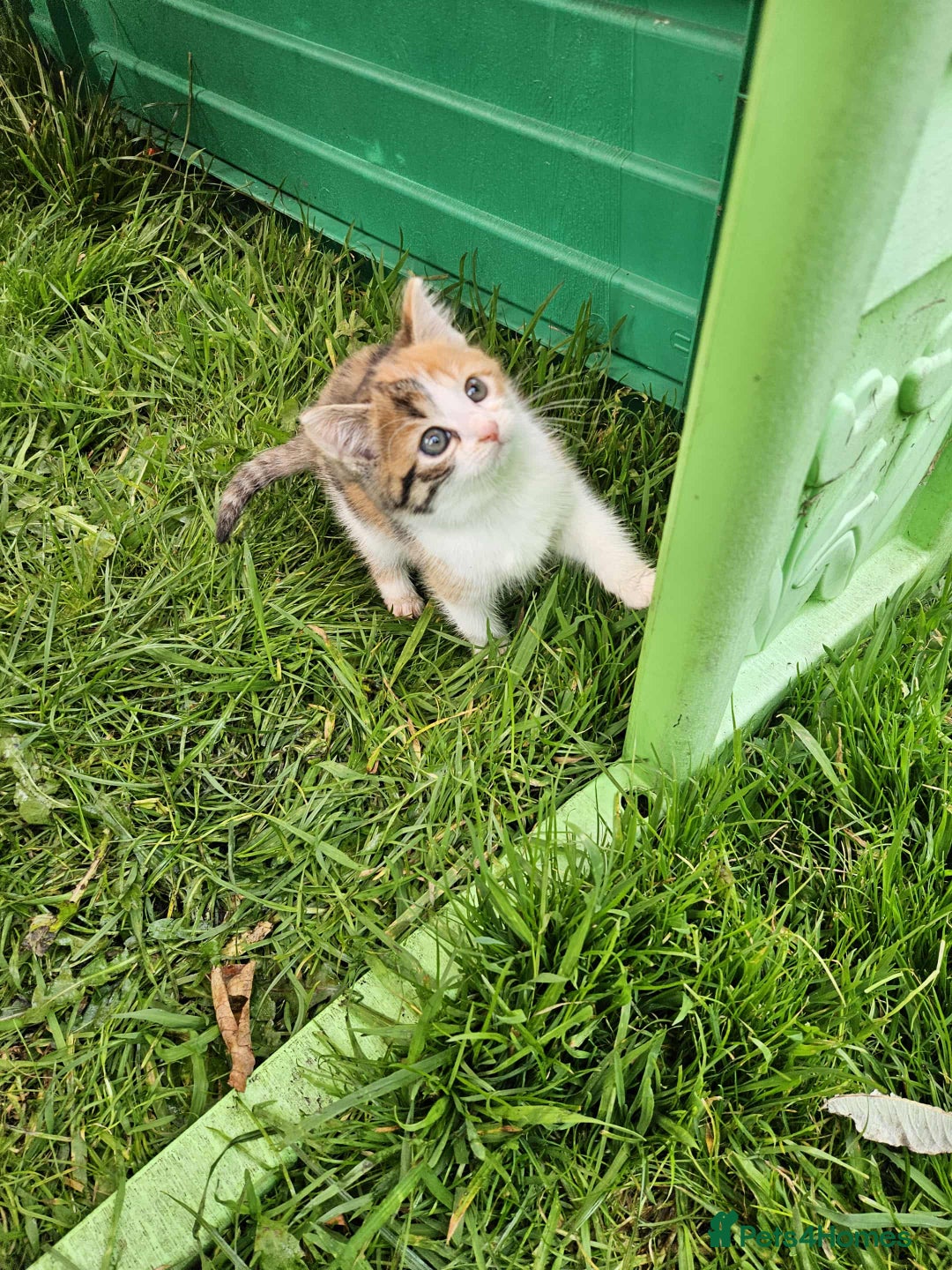 Mixed Breed cats for sale: Gorgeous kittens for sale - Image 9
