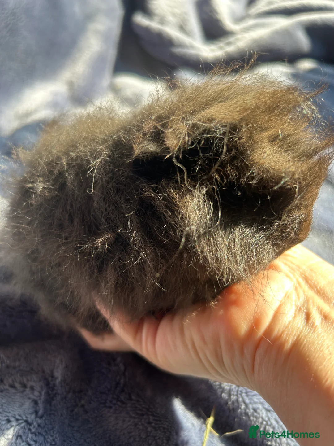 Guinea Pig rodents for sale: Swiss baby Guinea pigs  - Advert 1