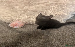 Domestic Shorthair cats for sale: Two black female kittens ready to leave - Image 3