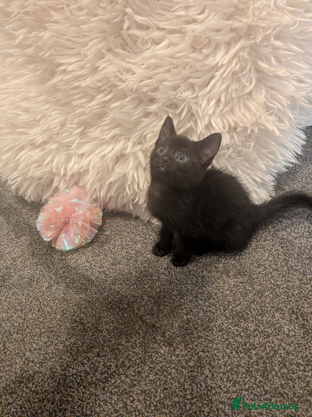 Domestic Shorthair cats for sale: Two black female kittens ready to leave - Image 3