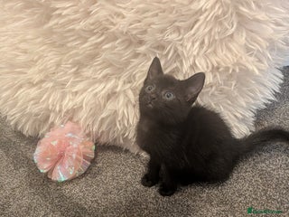 Domestic Shorthair cats - Advert 30