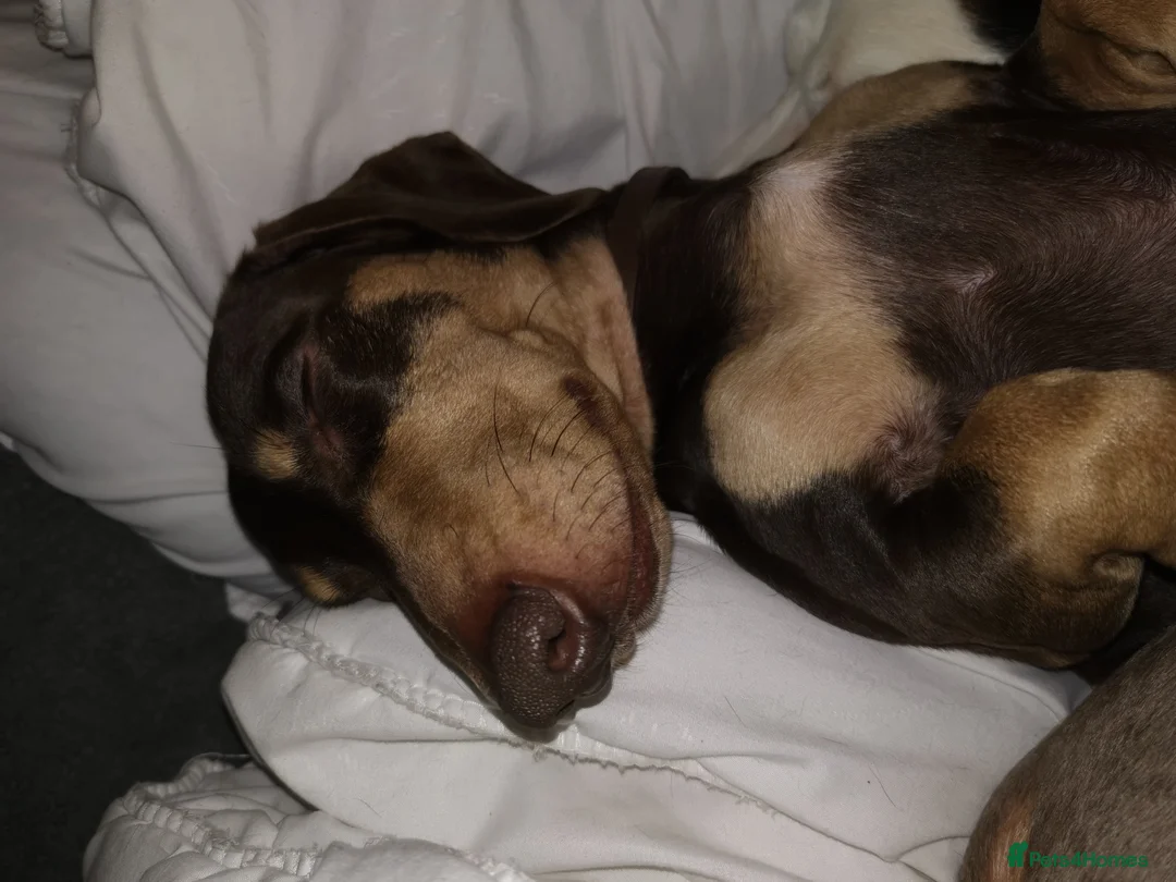Miniature Dachshund dogs for stud: Harley (kleinartemis Apollo) KC NAME in Glasgow - Advert 7