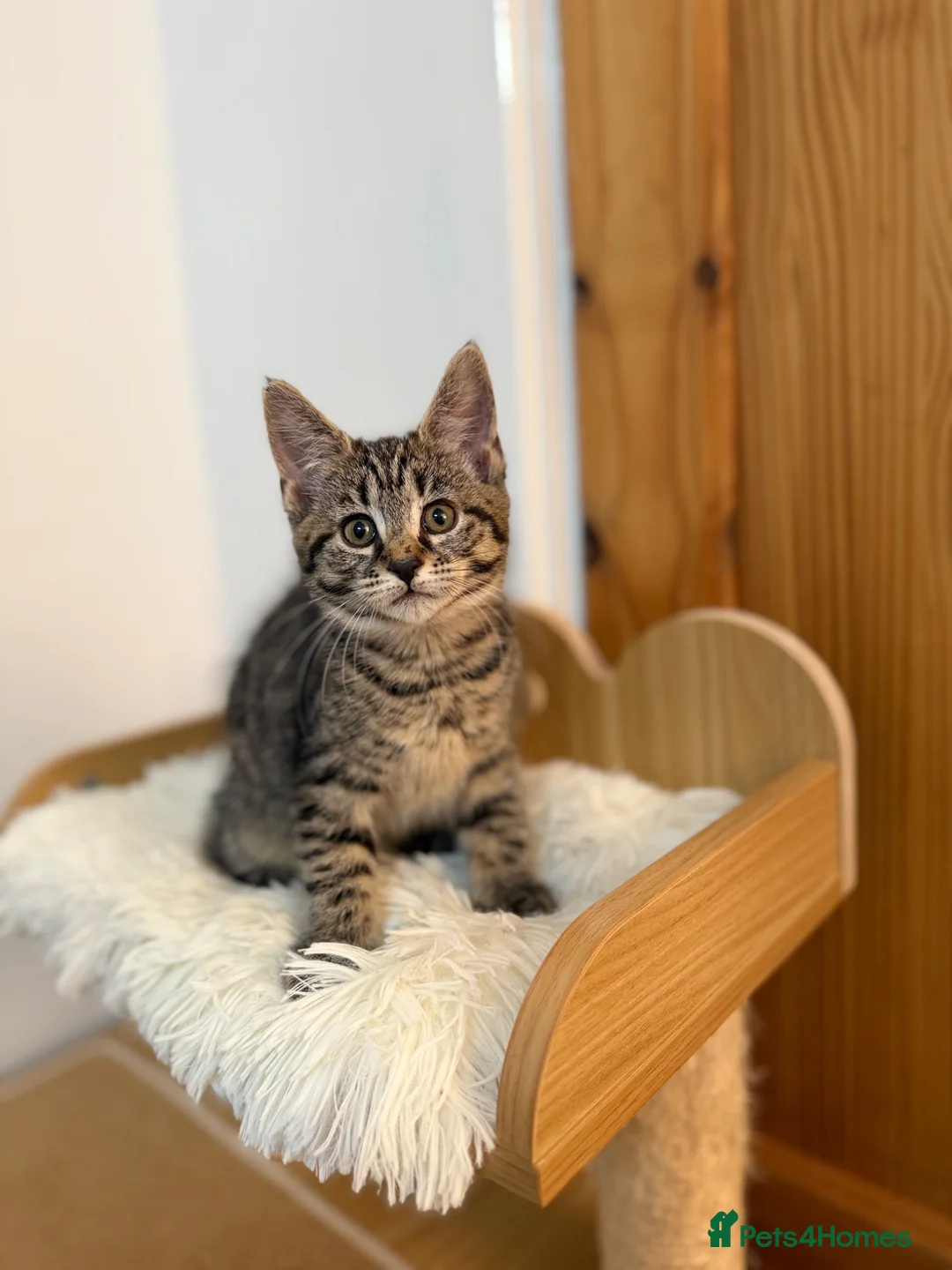 Mixed Breed cats for sale: Maine coon cross tabby mixed kittens - Advert 2