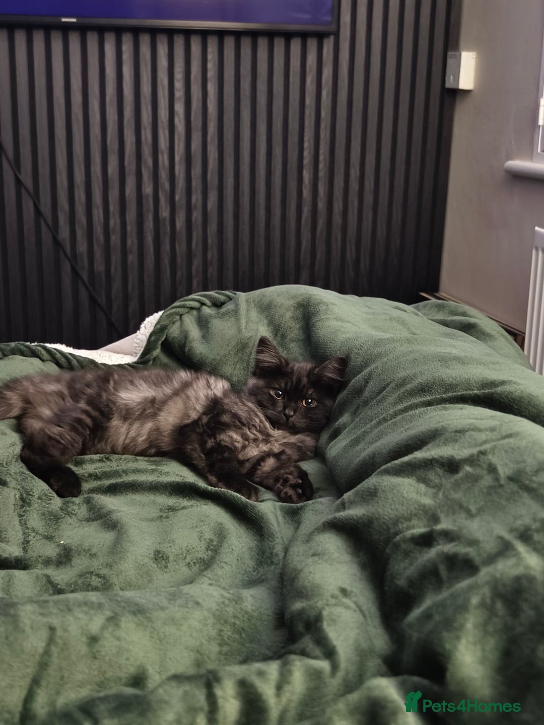 Ragdoll cats for sale: Ragdoll x Shorthair Male - Advert 4