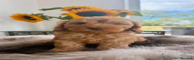 Cockapoo 1