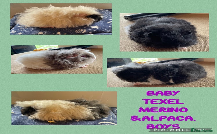 Guinea Pig rodents - Advert 3