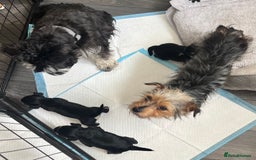 Mixed Breed dogs for sale: Miniature Schnauzer X Yorkshire Terrier - Image 13