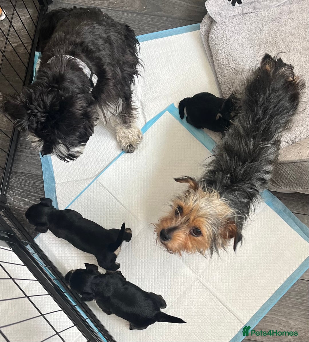 Mixed Breed dogs for sale: Miniature Schnauzer X Yorkshire Terrier - Image 13