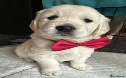 Golden Retriever dogs for sale: Beautiful KC Registered Golden Retriever Puppies - Image 7