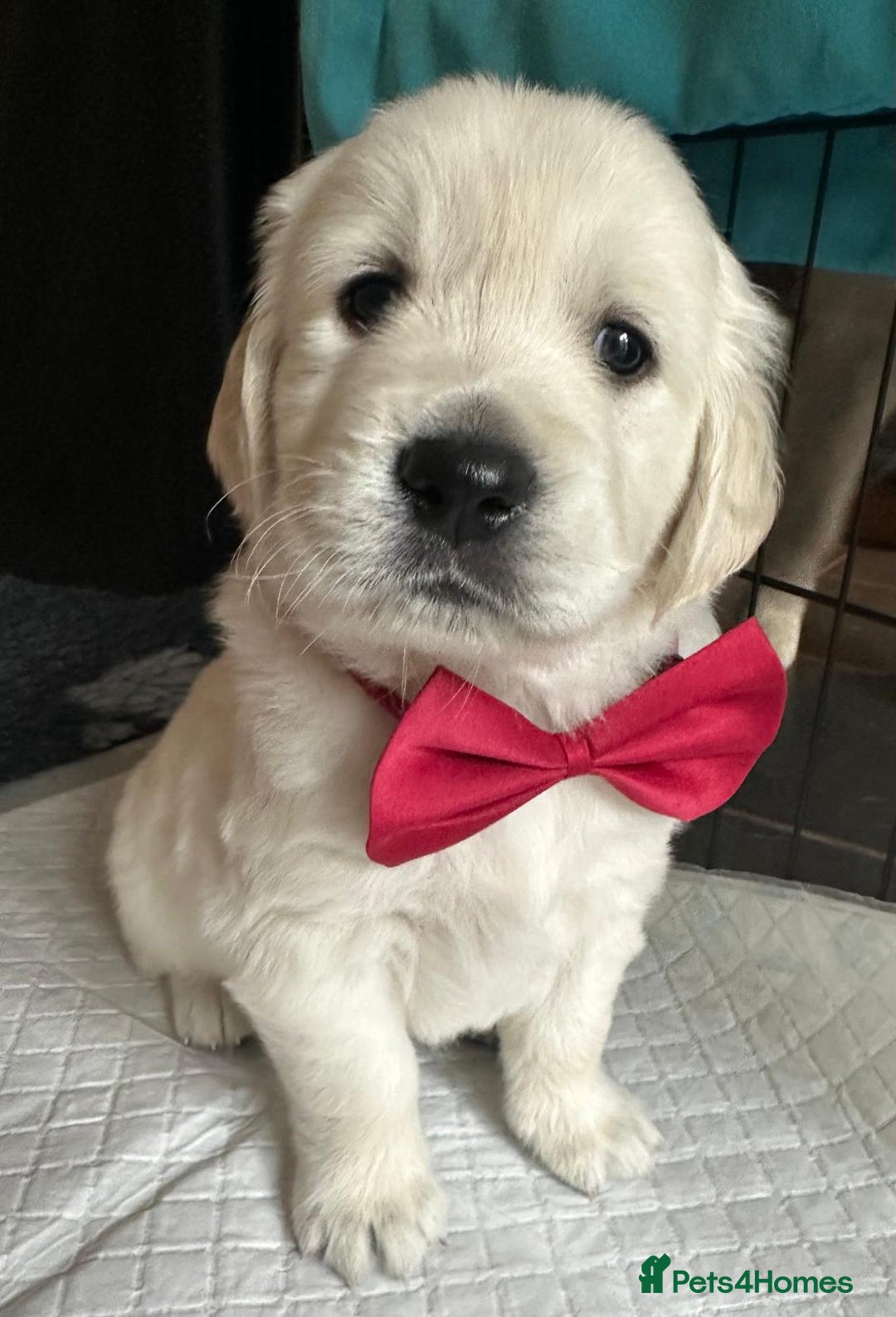 Golden Retriever dogs for sale: Beautiful KC Registered Golden Retriever Puppies - Image 7