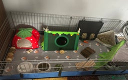 Guinea Pig rodents for sale: 2 bonded boars with cage, food, hay& accessories.  - Image 5