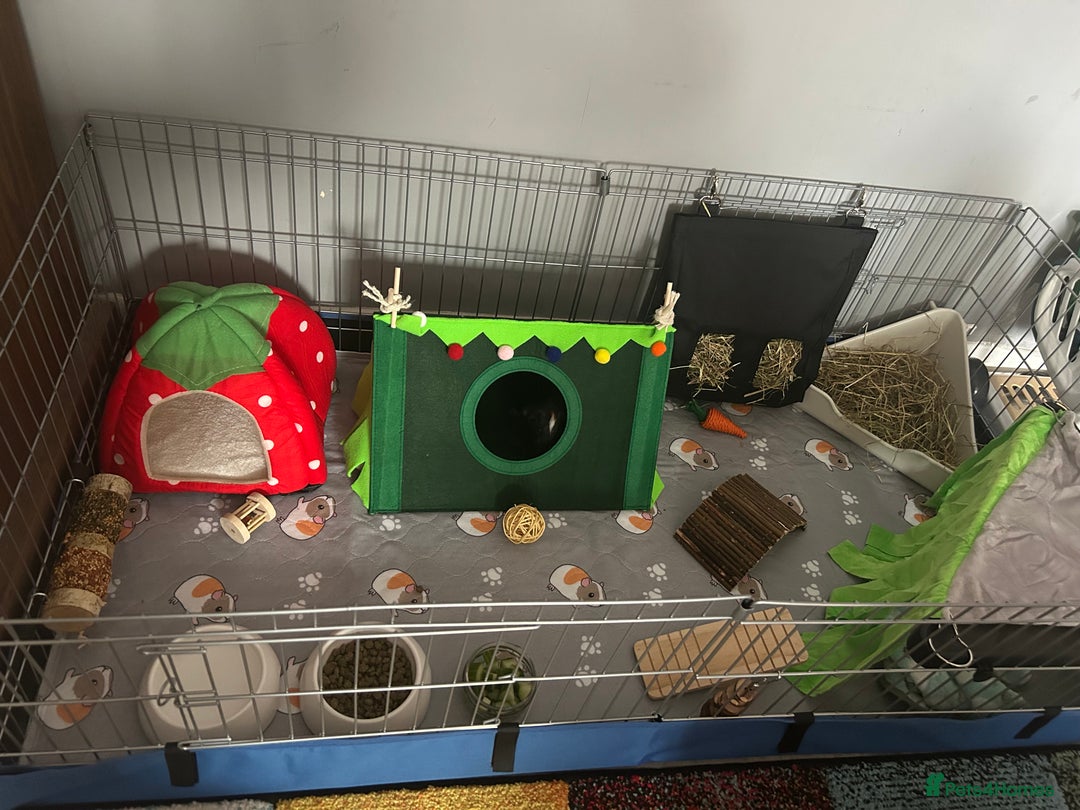 Guinea Pig rodents for sale: 2 bonded boars with cage, food, hay& accessories.  - Image 5