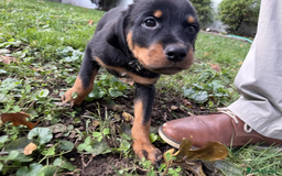 Rottweiler dogs for sale: German Rottweiler Pups For Sale - Image 2