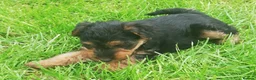 Welsh Terrier dogs for sale: Beautiful Welsh terrier puppy girl - Advert 7