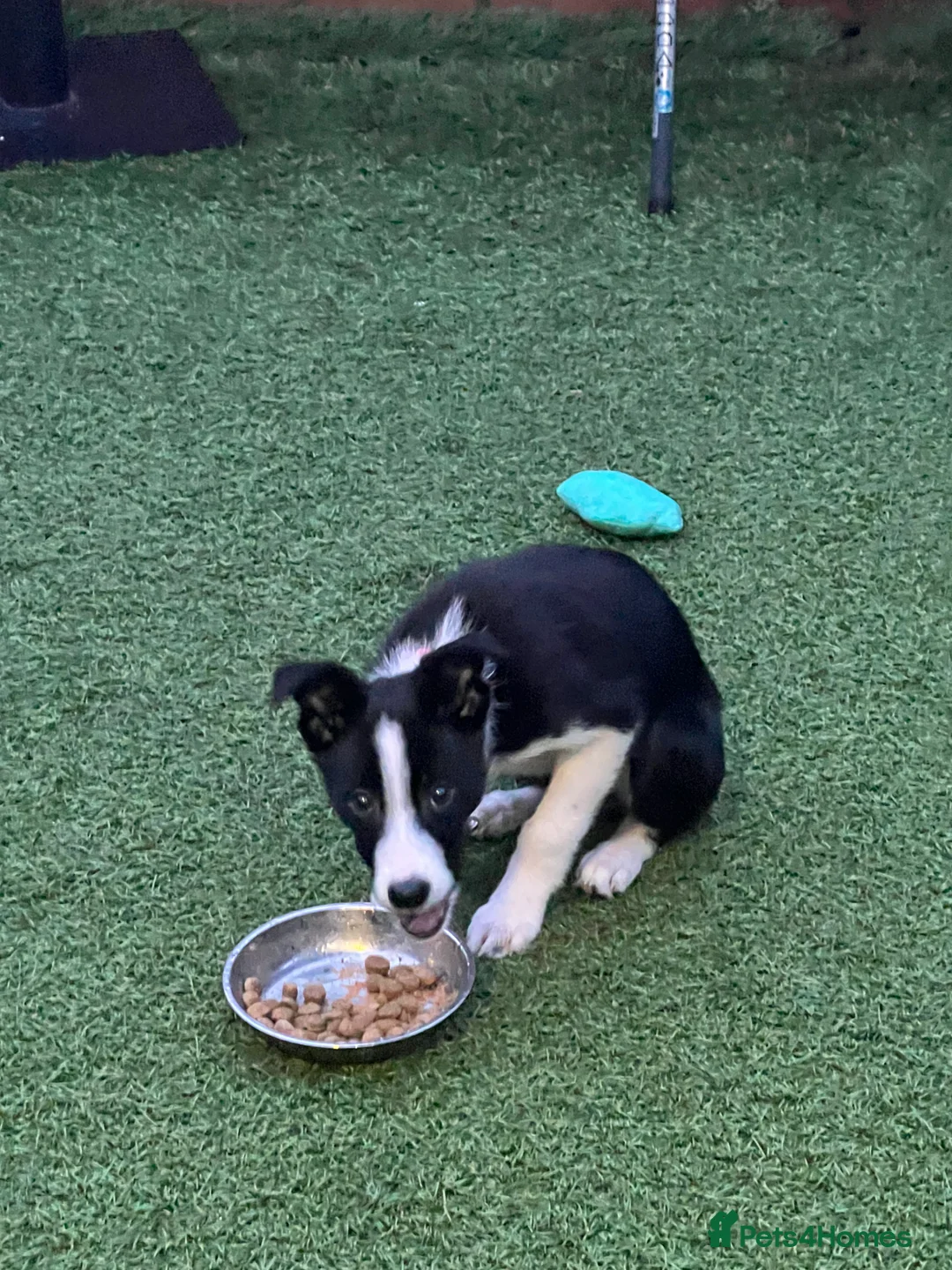 Border Collie dogs for sale: Female 12 weeks border collie  - Advert 6