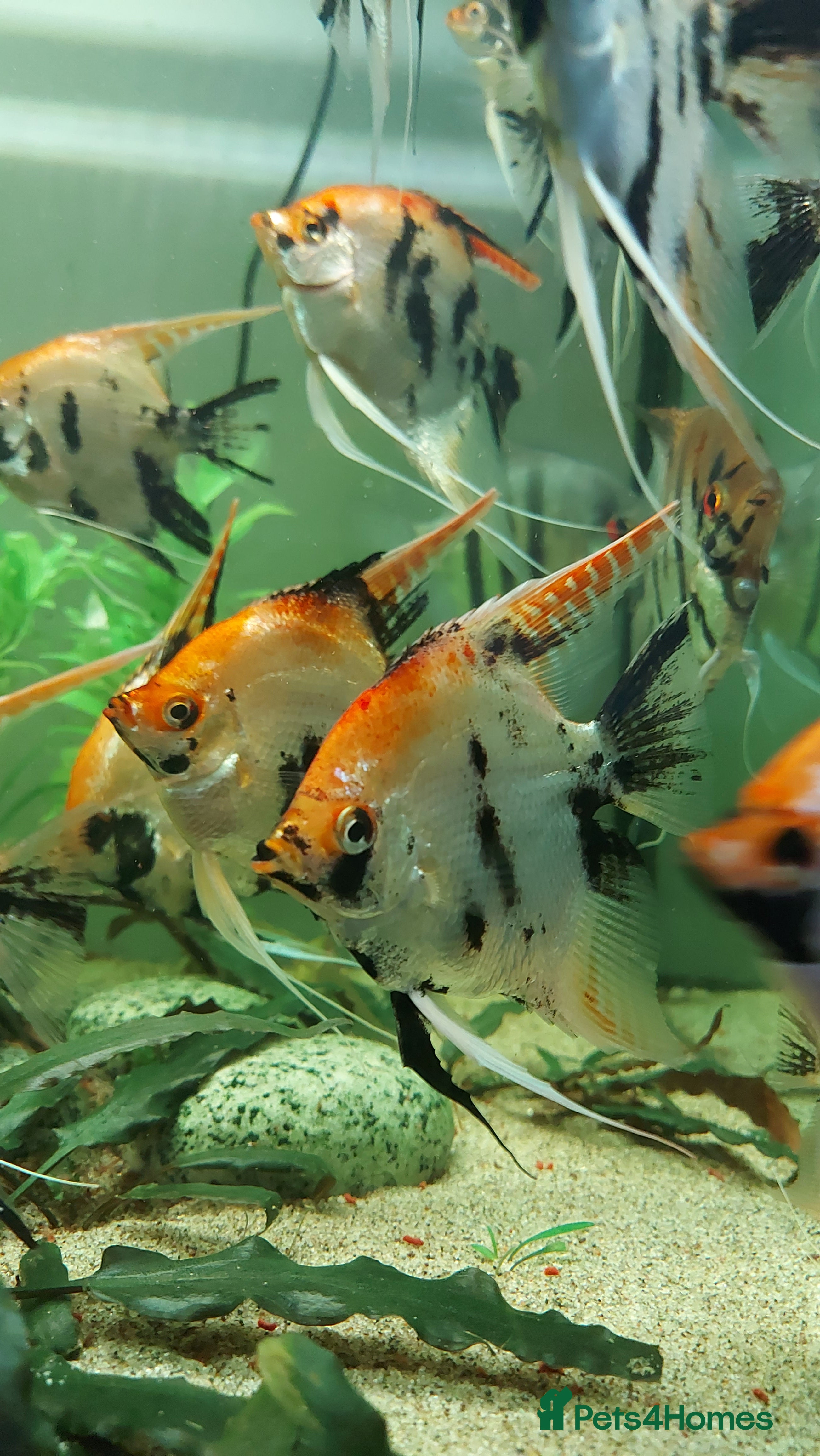 Angelfish fish Koi & Golden Marble Angelfish - Advert 21