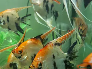 Angelfish fish Koi & Golden Marble Angelfish - Advert 6