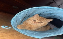 British Shorthair cats for sale: Re homing this Beautiful Boy - Image 23