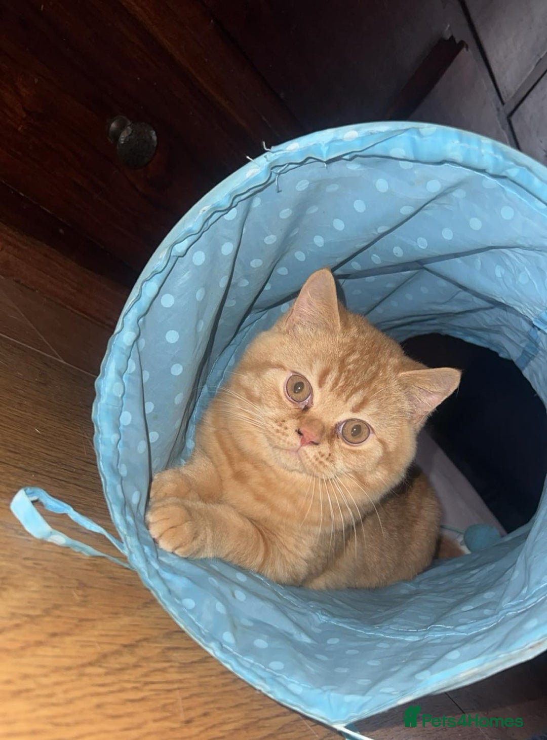 British Shorthair cats for sale: Re homing this Beautiful Boy - Image 23