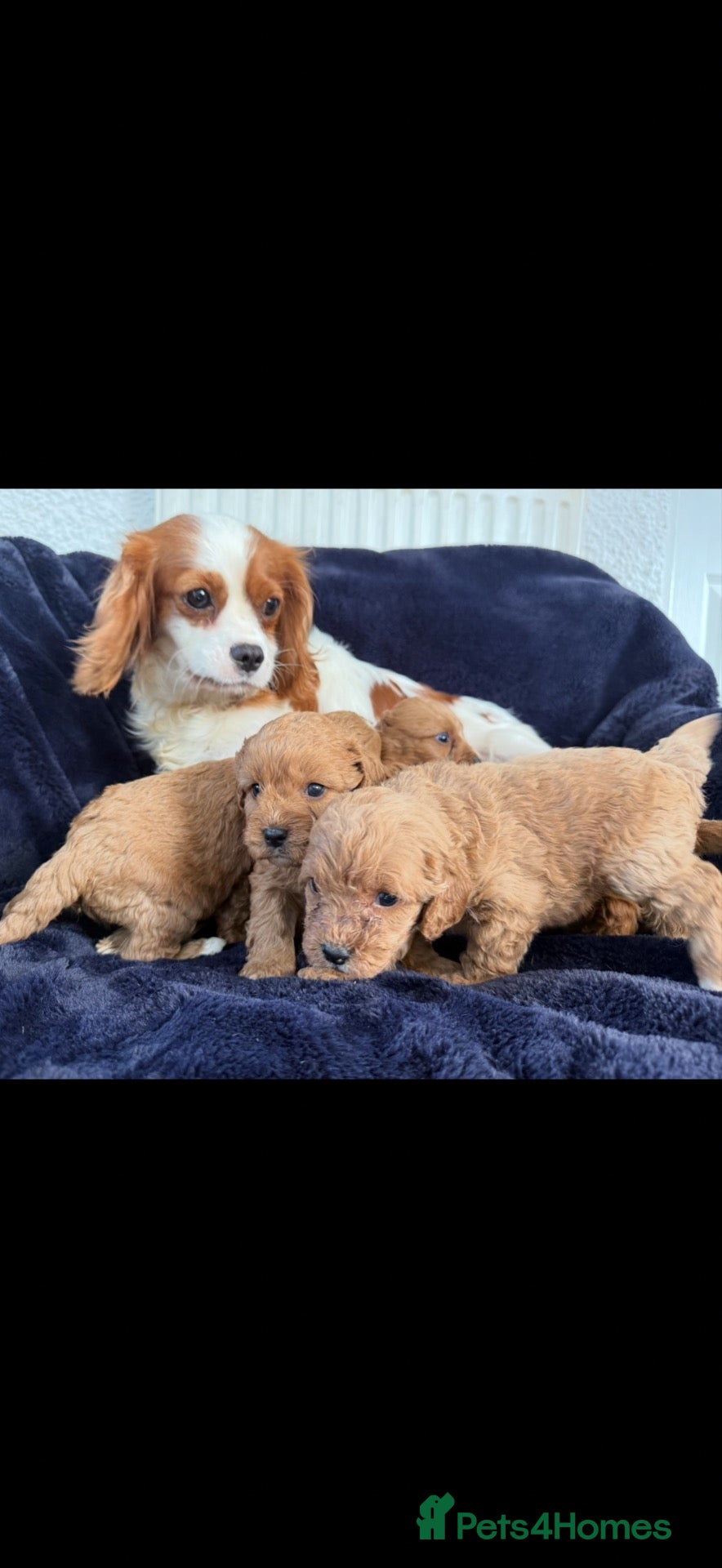 Cavapoo dogs F1 cavarpoos - Advert 1