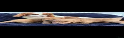Cavapoo dogs for sale: F1 cavarpoos in Southampton - Advert 1