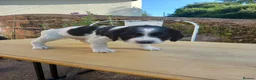 English Springer Spaniel dogs for sale: Traditional working English Springer spaniel  - Advert 5