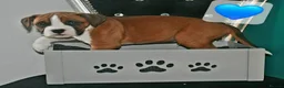 Mixed Breed dogs for sale: 7 Boxer puppys for sale  - Advert 11