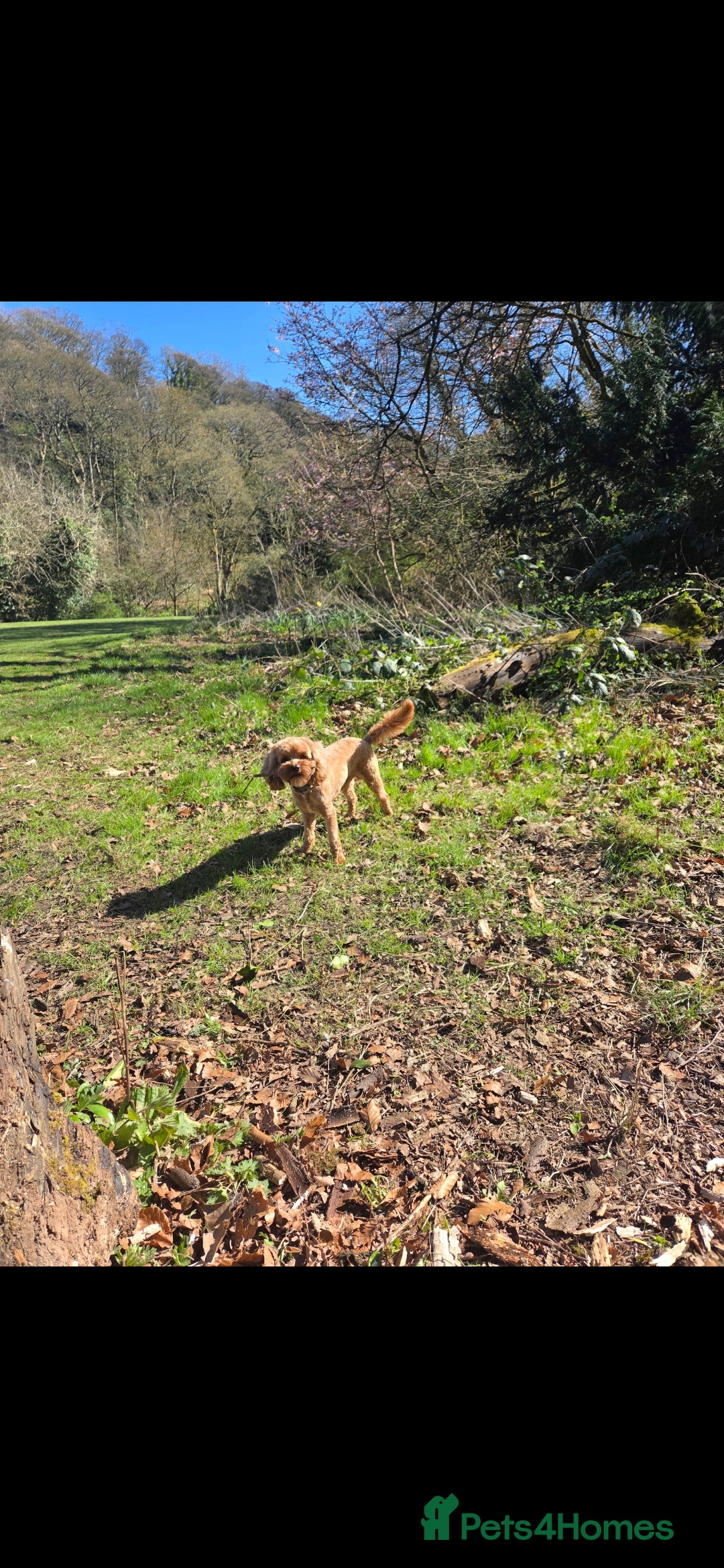 Cavapoo dogs for sale: Energetic Teddy  - Advert 2