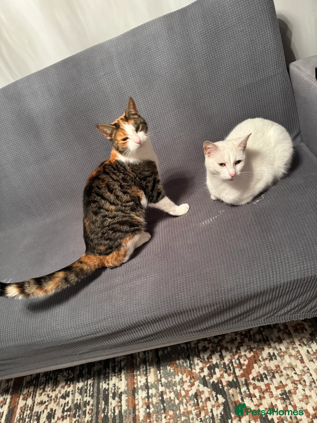 British Shorthair cats for sale: Cute cat - Advert 9