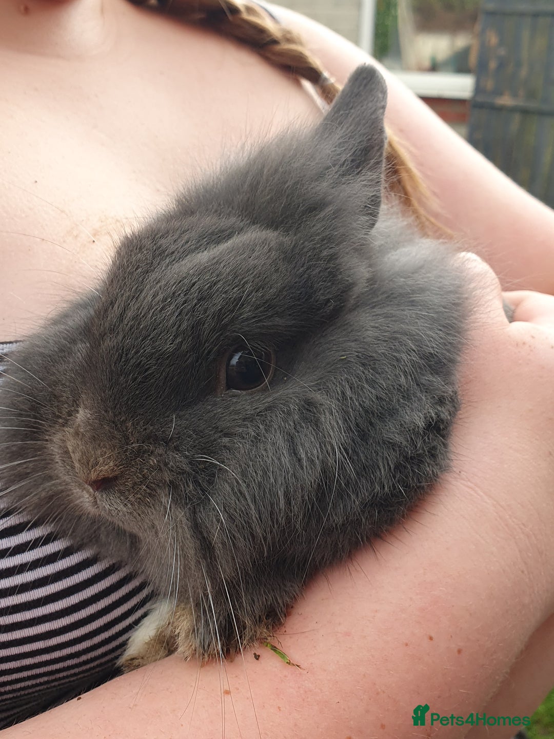Lionhead rabbits for sale: Grey male bunny - Advert 2