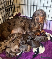 Miniature Dachshund dogs Beautiful Miniature dachshunds🐶🤎 - Advert 2