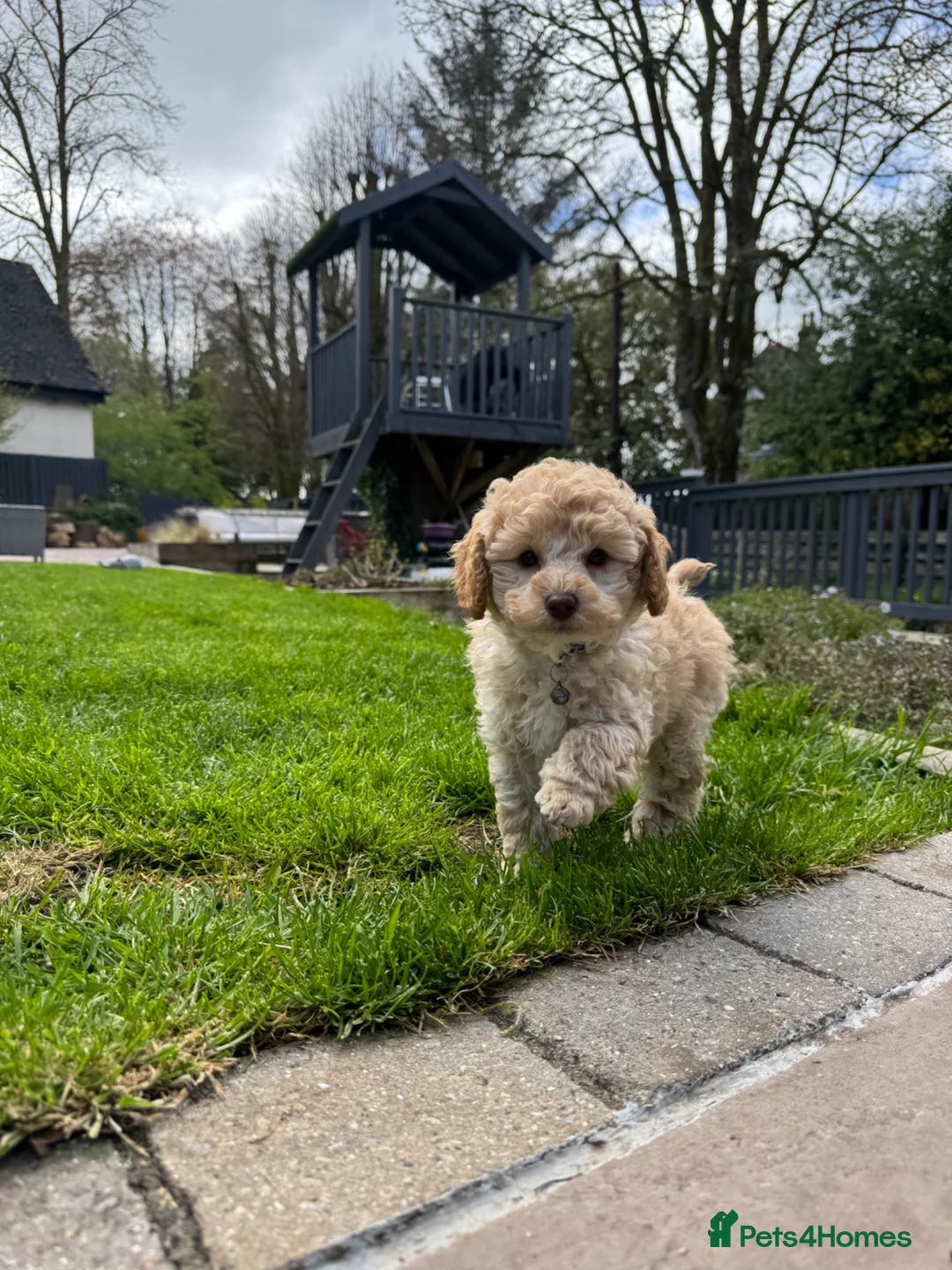 Toy Poodle dogs for sale: KC Registered Pedigree Toy Poodle Boy Ready Now - Advert 1
